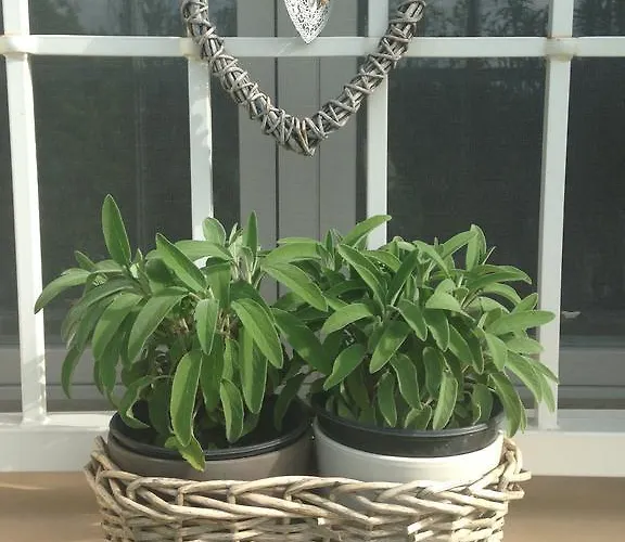 Bed & Breakfast Osti 4*